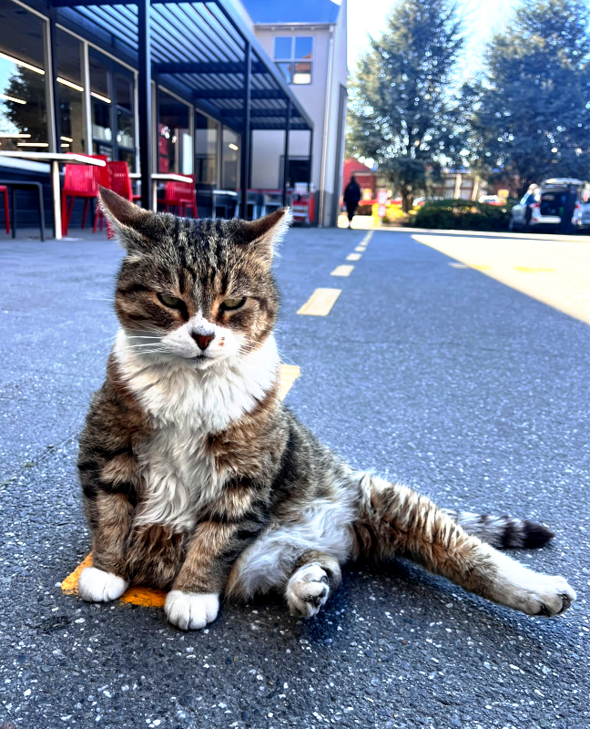 Izzy owns the local supermarket